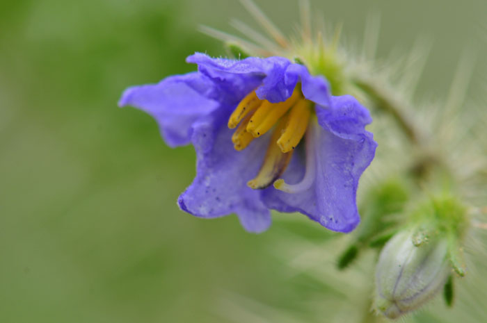 Melon Leaf Nightshade has purple, violet or blue flowers. Note anthers in 2 sizes; styles slender and longer than the anthers. Solanum heterodoxum 